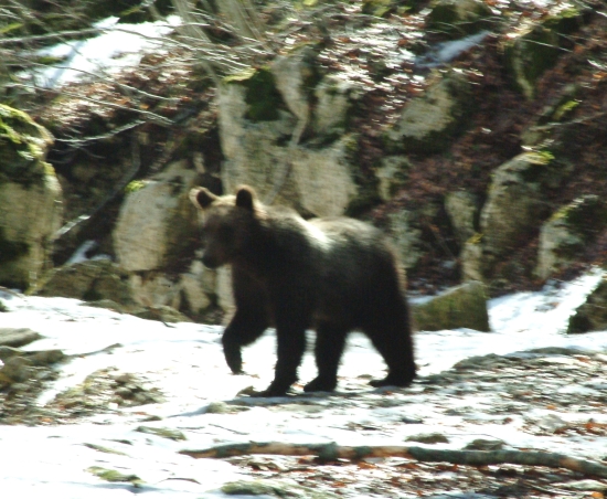 Finalmente l''orso!